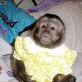 mongkii2001