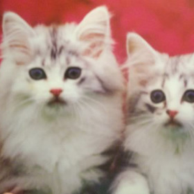 Nancy_N123